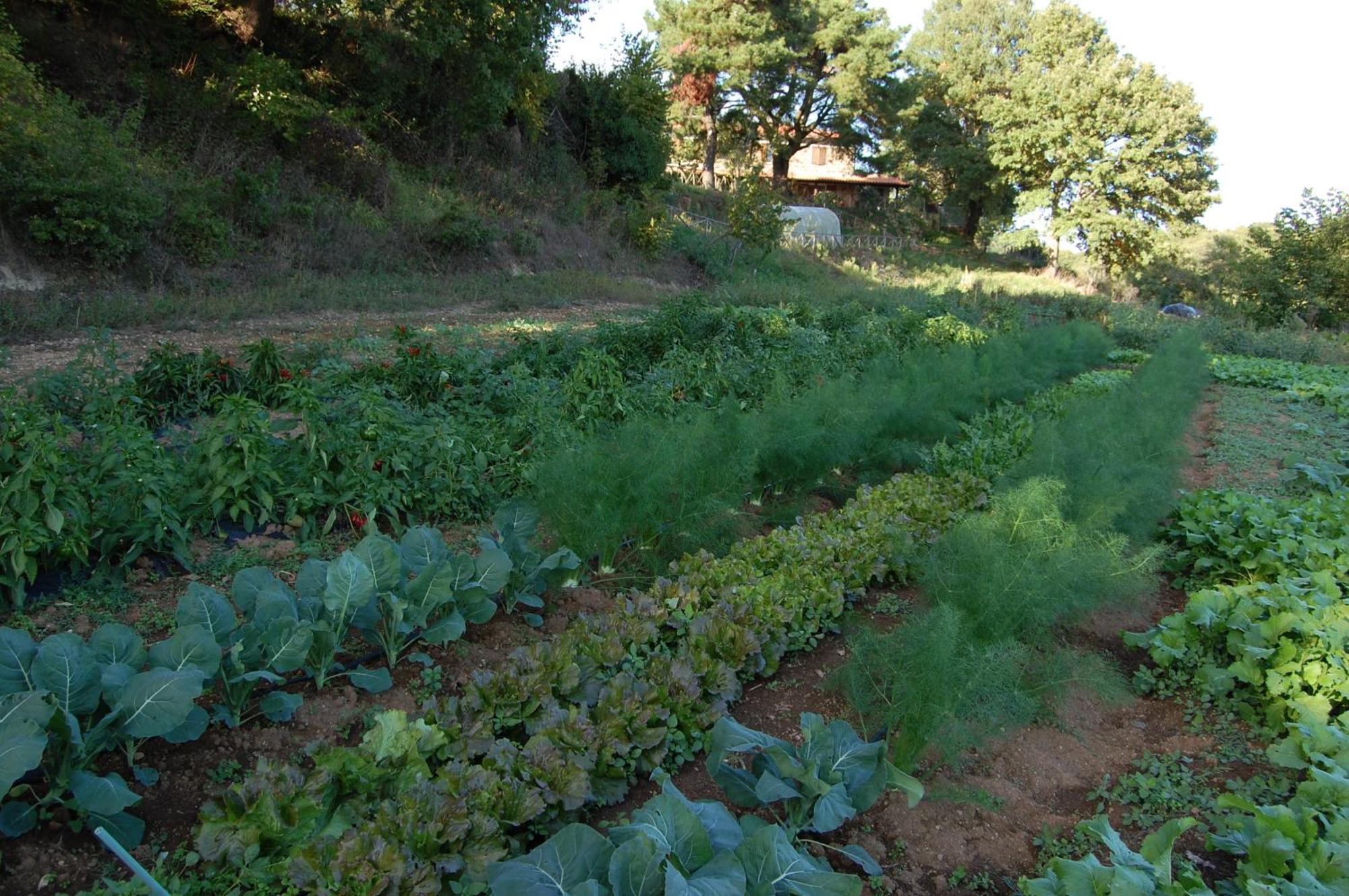 Bio Agriturismo Aia Del Tufo ソラーノ エクステリア 写真