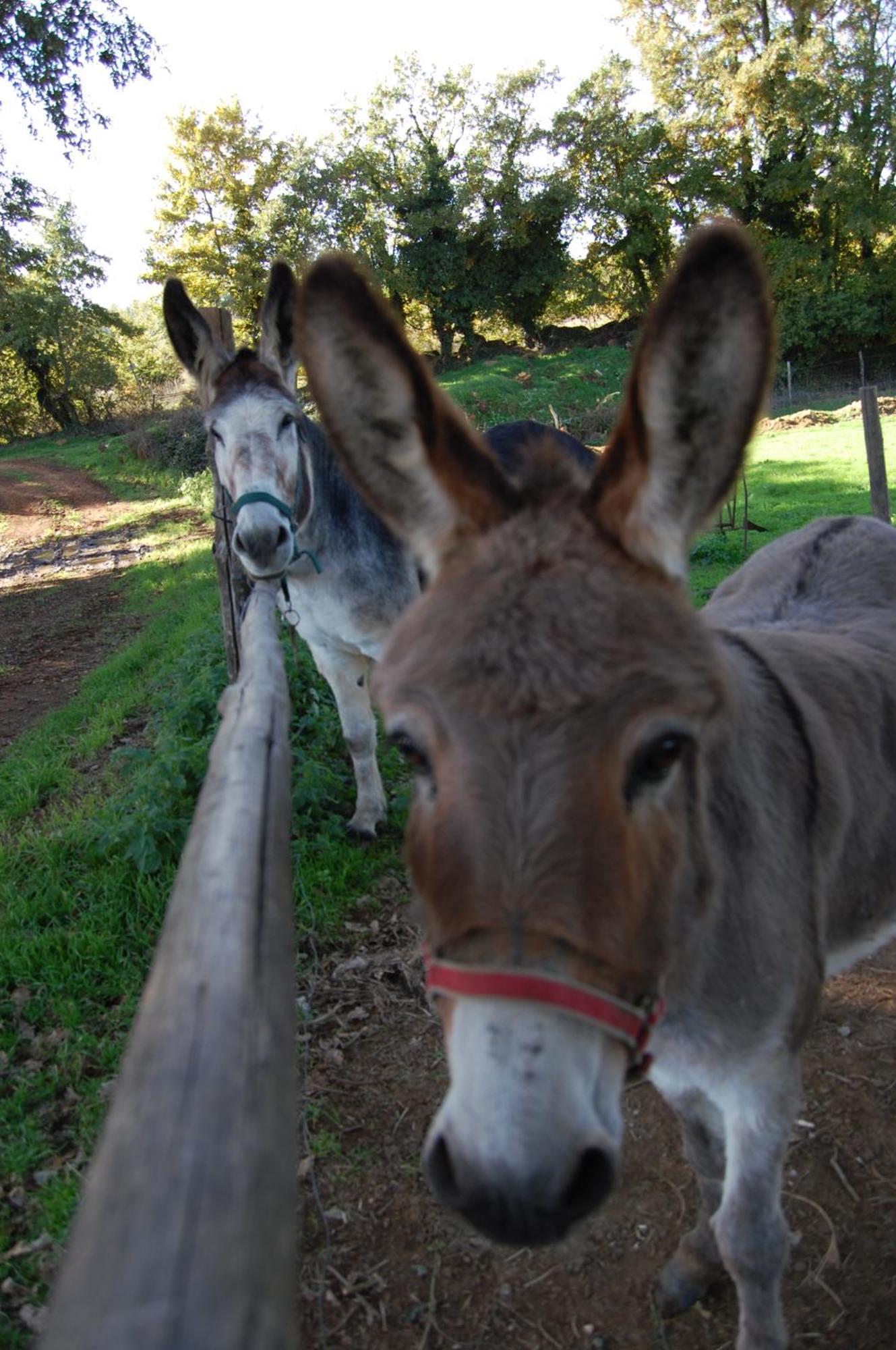 Bio Agriturismo Aia Del Tufo ソラーノ エクステリア 写真
