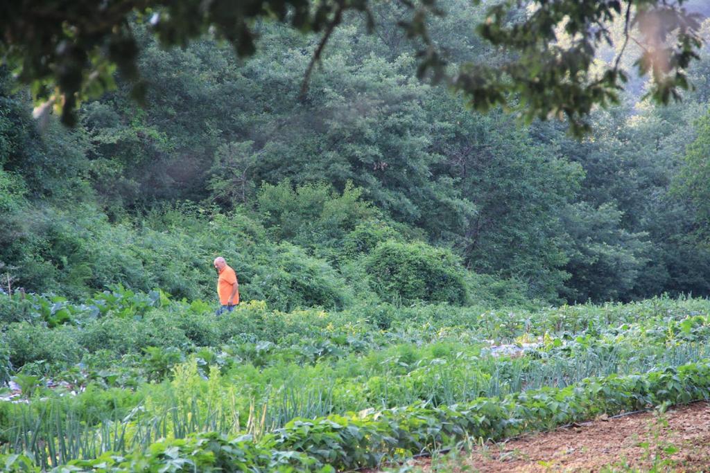 Bio Agriturismo Aia Del Tufo ソラーノ エクステリア 写真